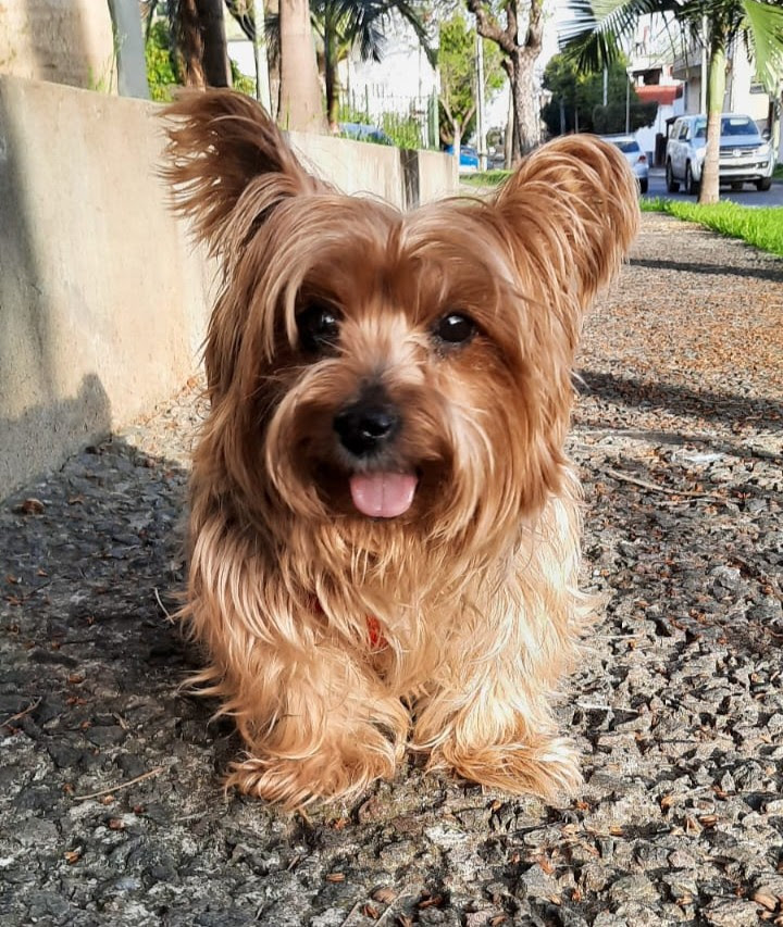 ante el agobio piensa como un perro 01